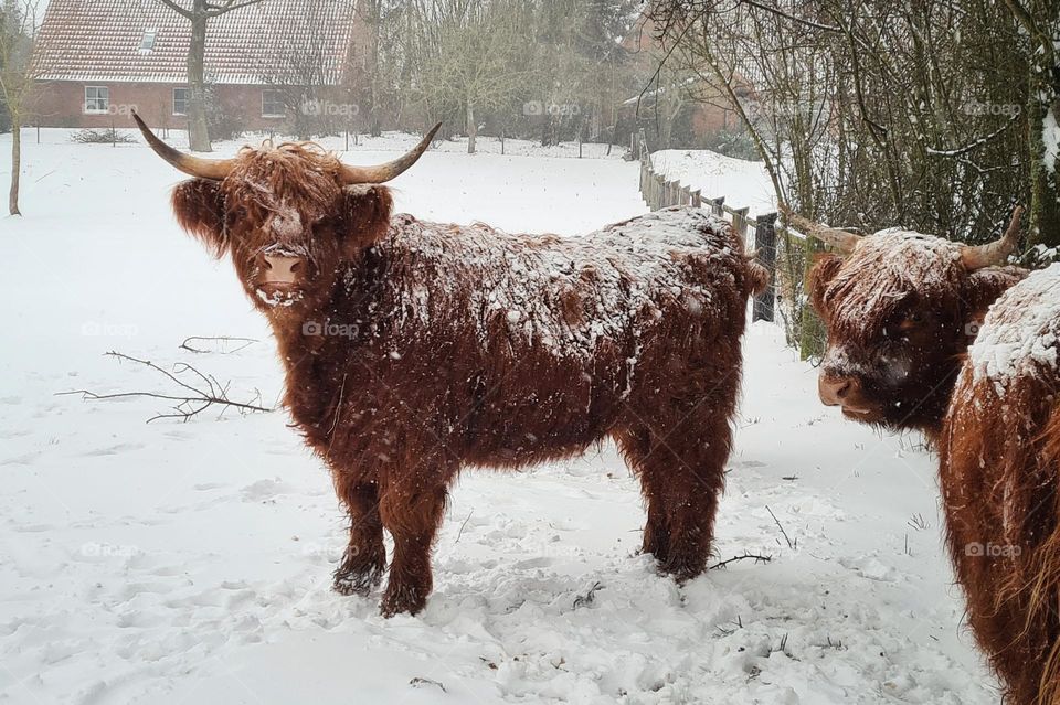 Highland cattles