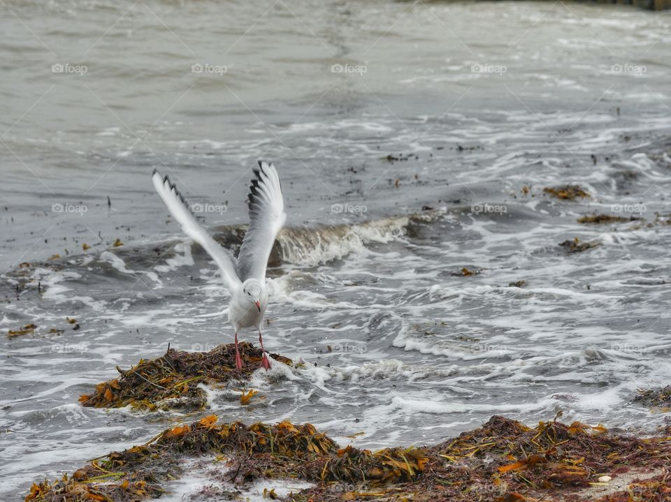 Seagull on coastline