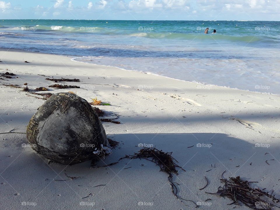 coconut by the ocean