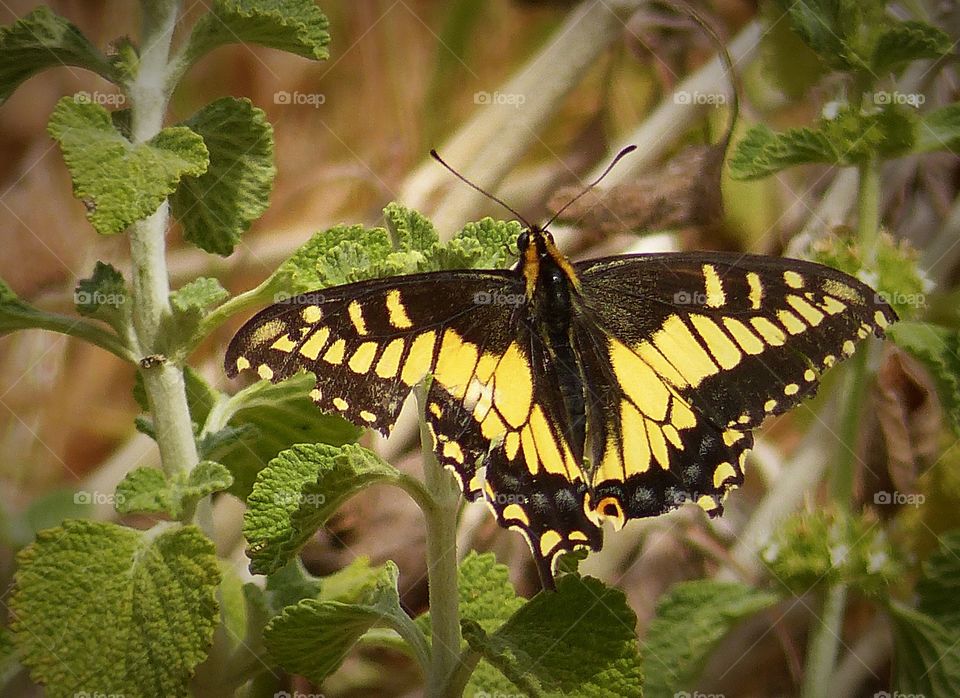 Close-up of a butterfly