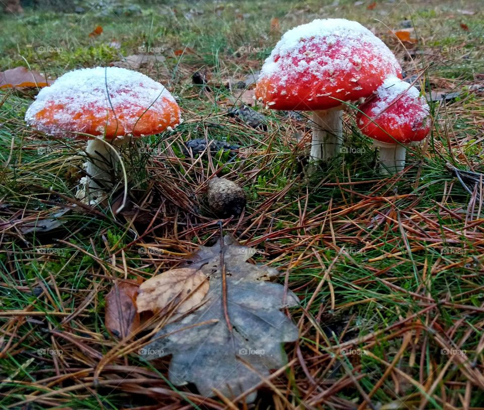 Mushroom, Fungus, Toadstool, Fall, Edible Agaric