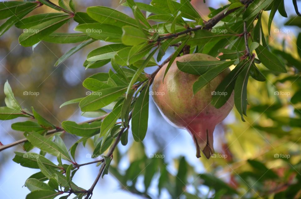 Pomegranate