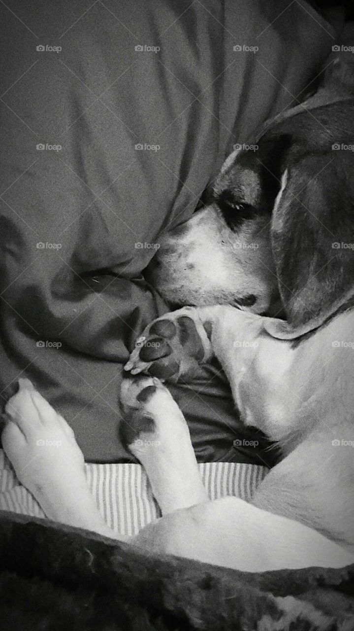 Beagle Puppy - Black & White