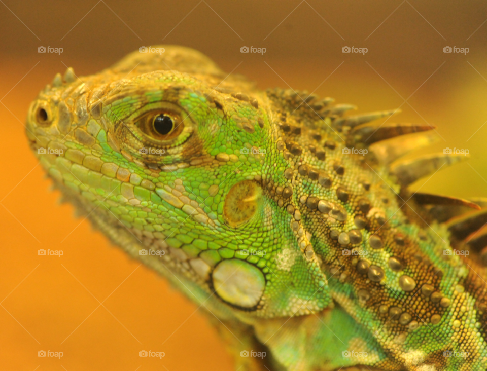 lizard iguana by lightanddrawing