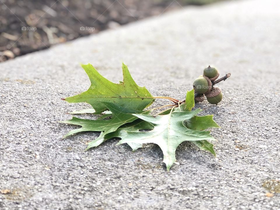 Acorns and Oak Leaves