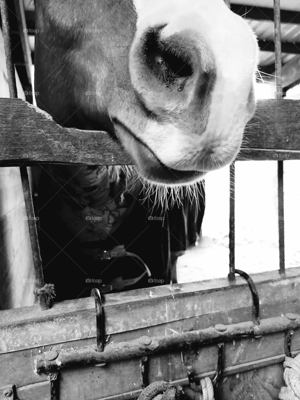 fuzzy horse face with cute chin hairs