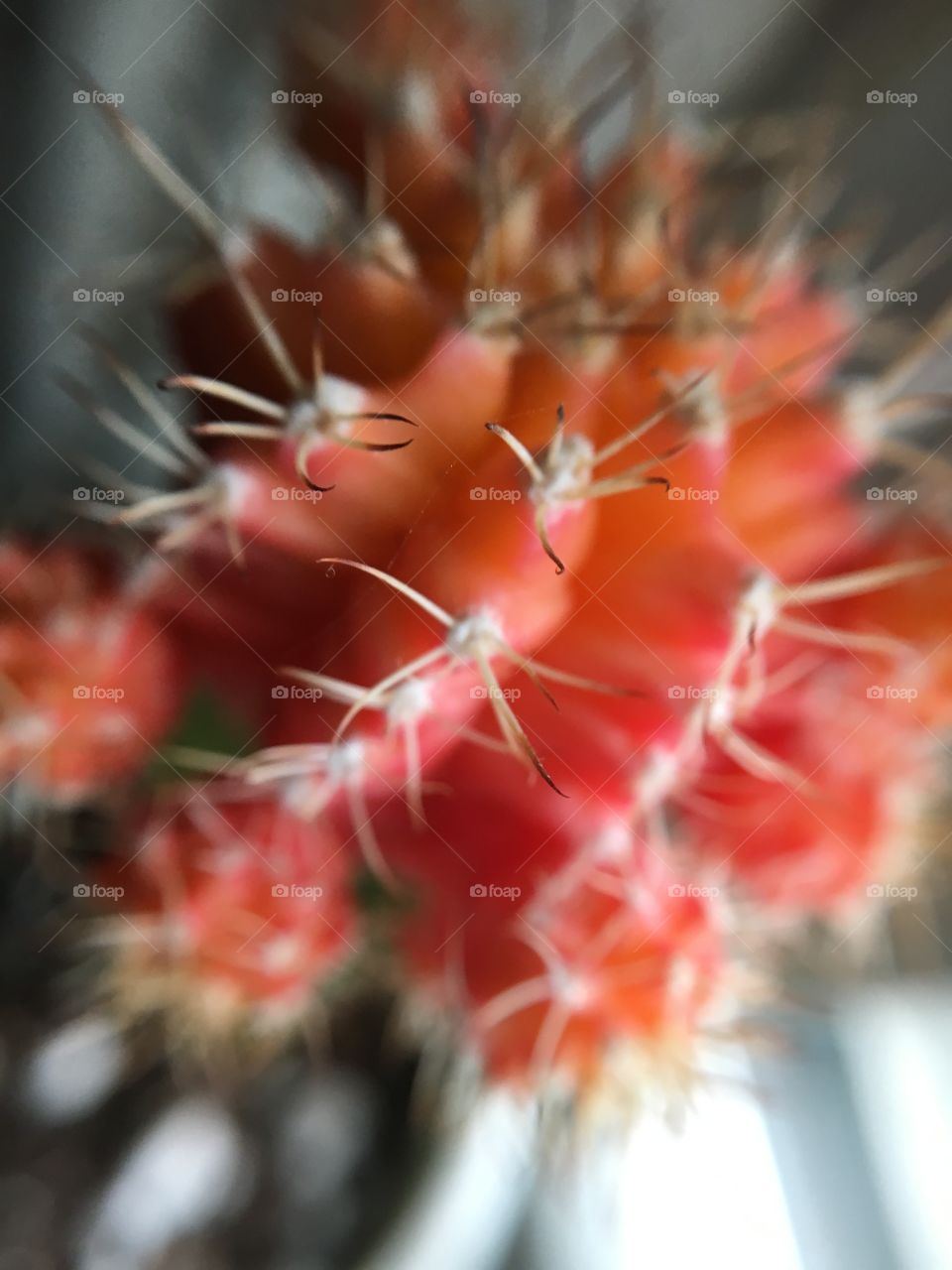 Cactus, Sharp, Nature, Flower, Spine