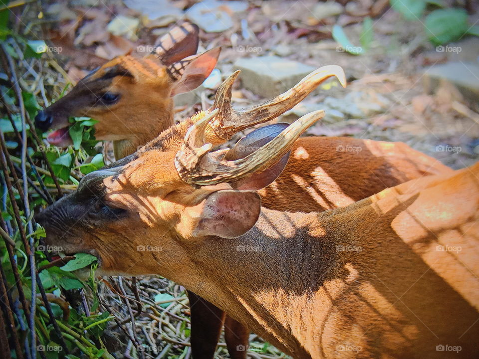 Two deer are eating