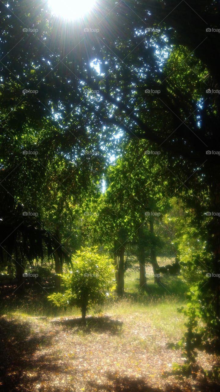 Natural spotlight on a little tree among the high tall trees