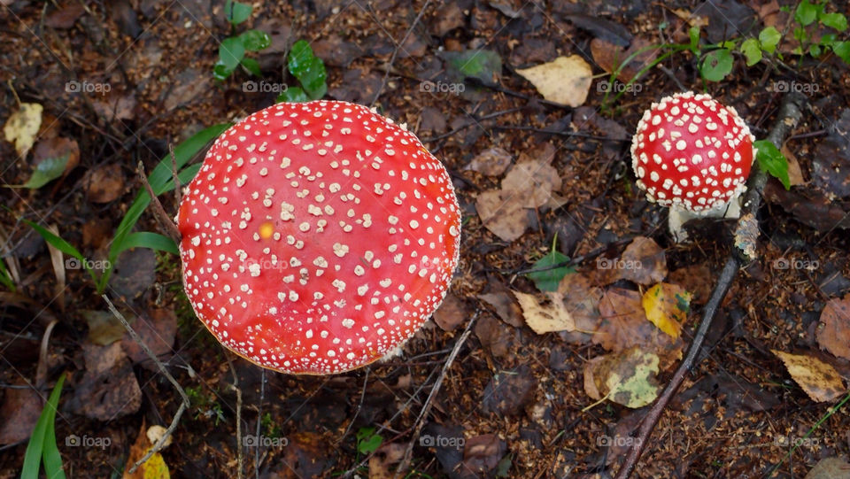 red color leaves forest by lenusik