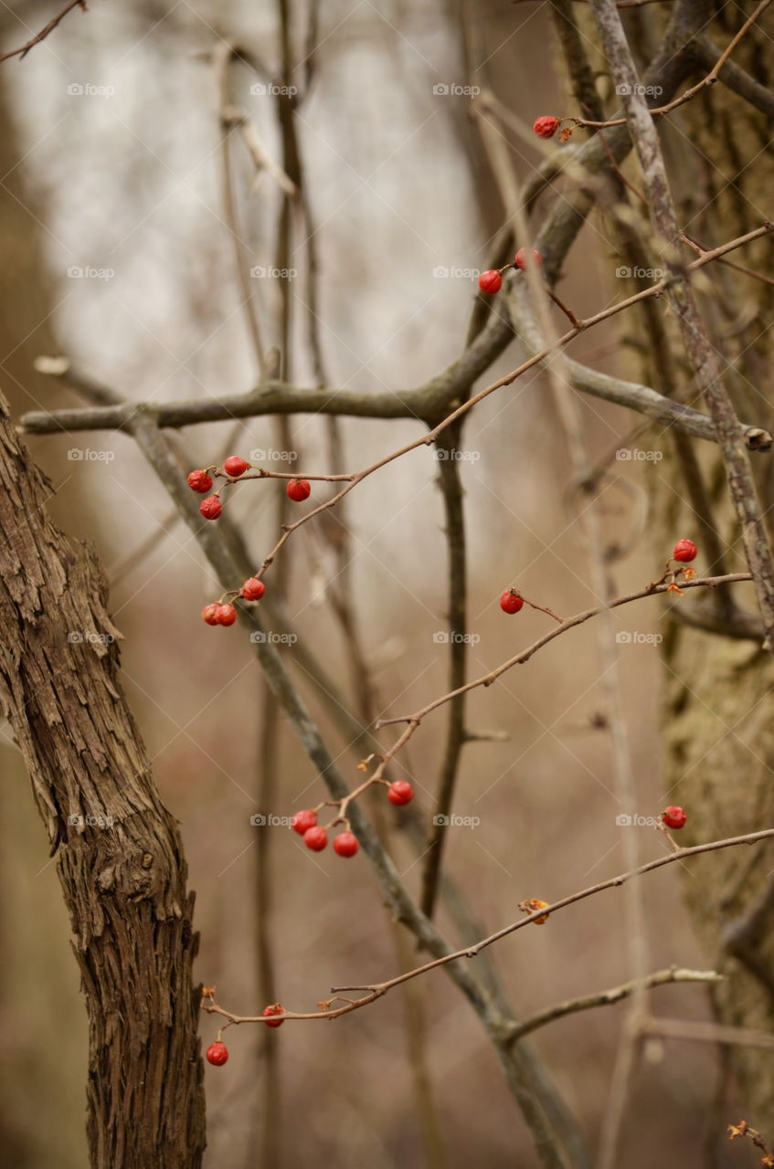 Winter's Berry