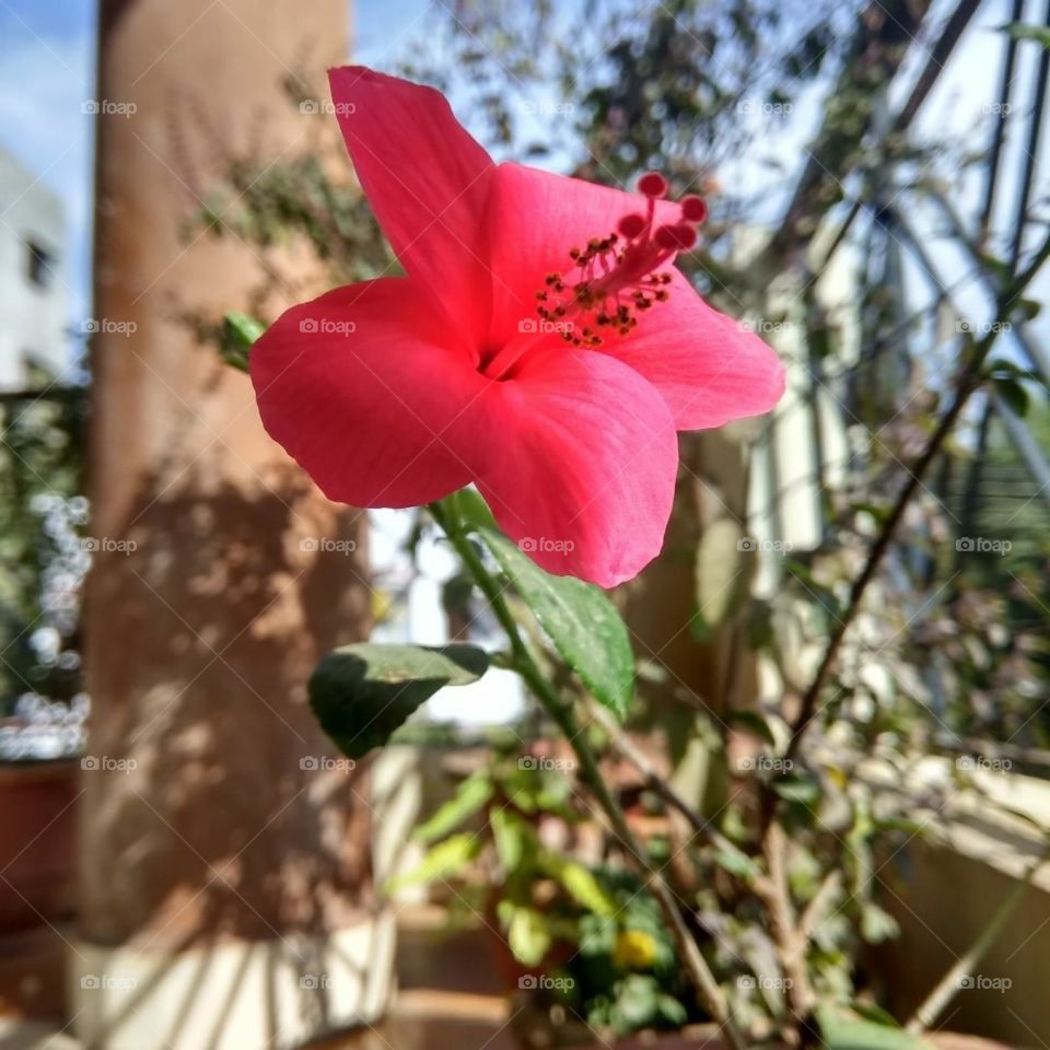 beautiful flower 🌹
