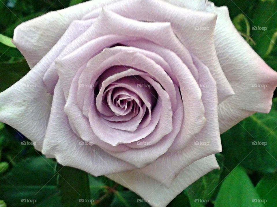 Lavender rose. As cool as a north breeze and so beautiful.