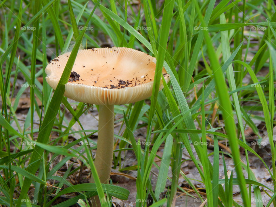 Woodland mushroom. Woodland mushroom