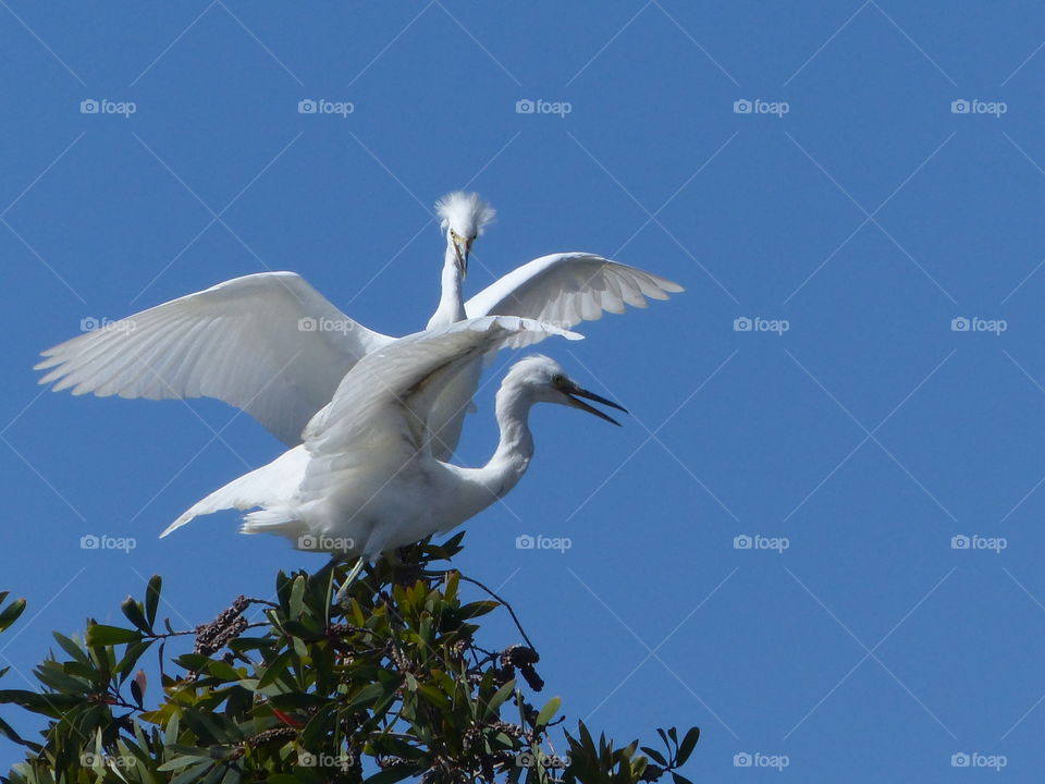 One egret overlooking another