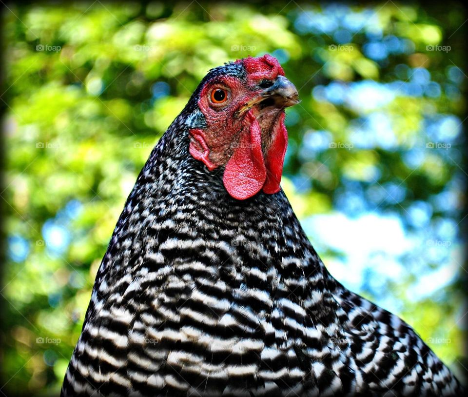 Dominique chicken, Ruth