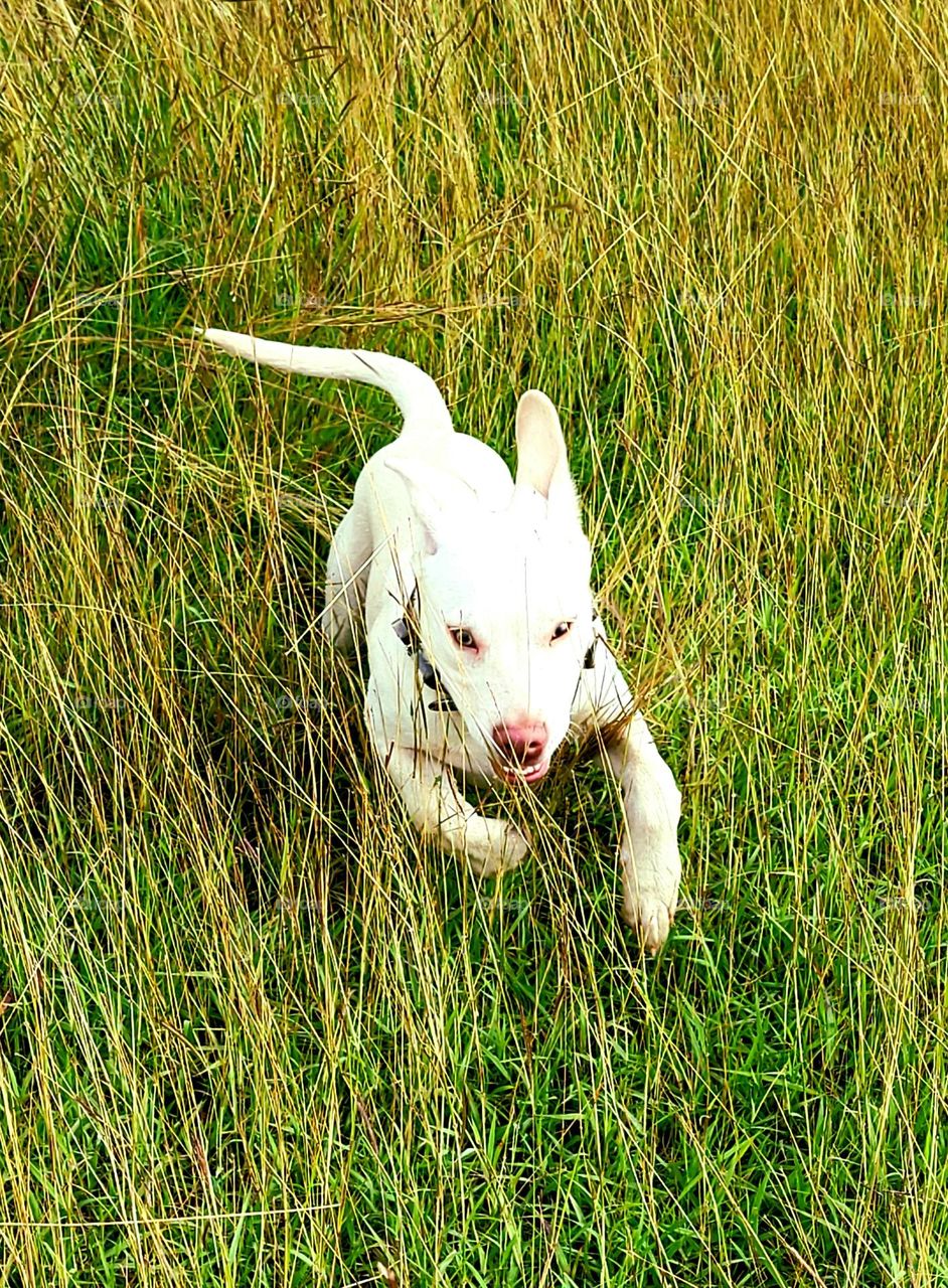 My boy, running around.