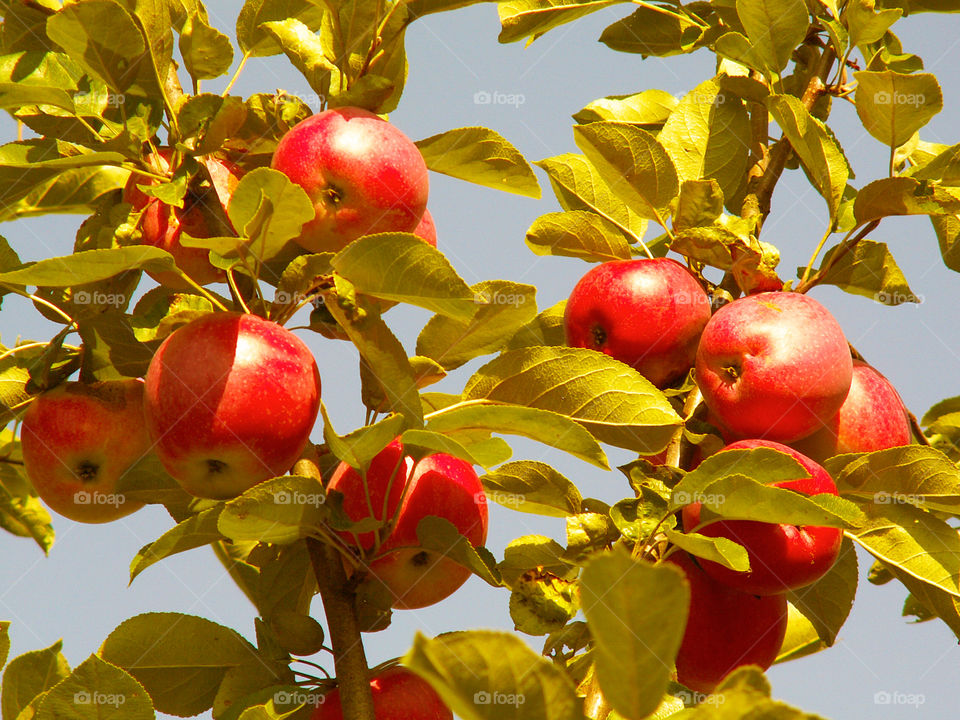 red apples