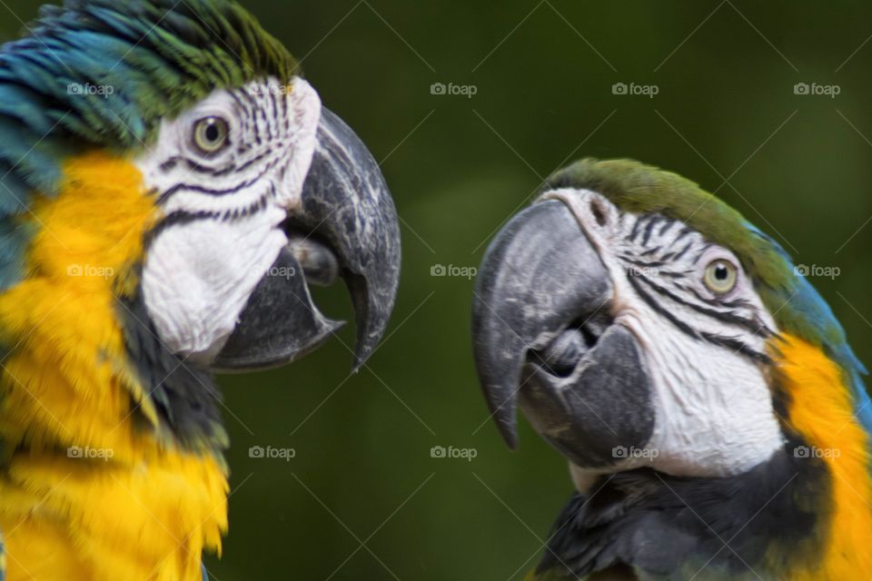 Parrots