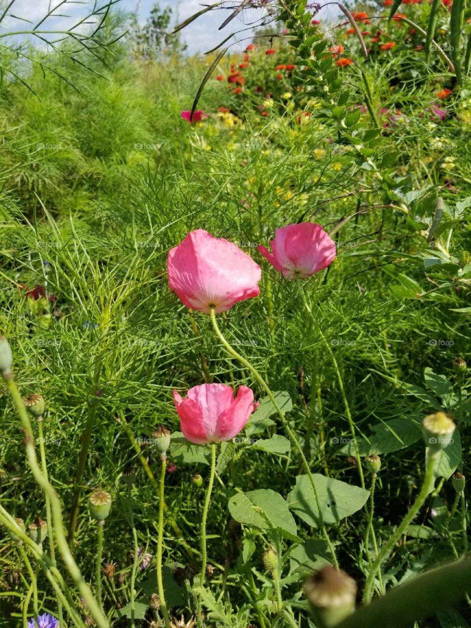 pink poppies spring 2017