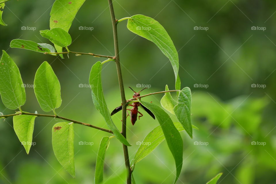 Red Paper Wasp Climbing Behind a Twig