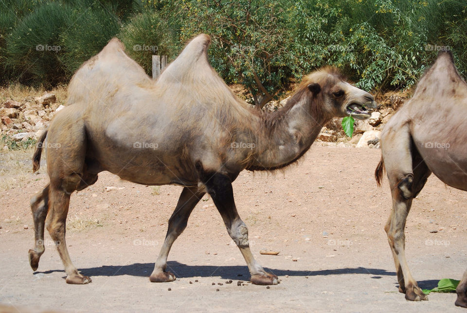 animal zoo camel sahara by megas
