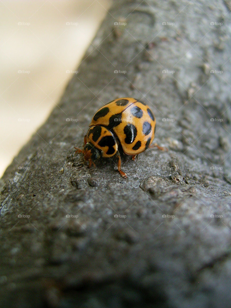 Ladybug