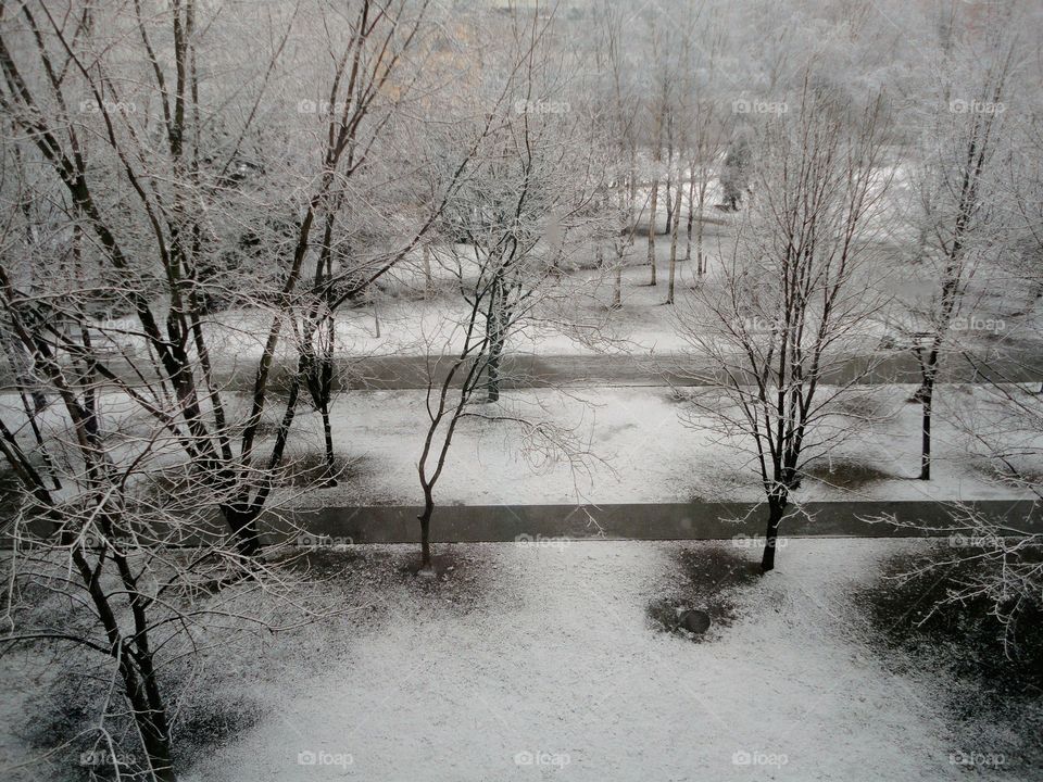 Winter, Snow, Tree, Frost, Fog