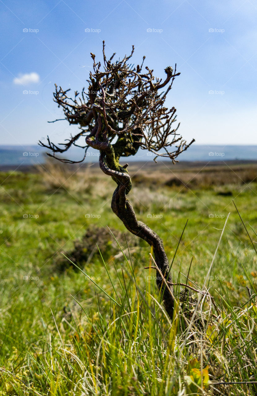 Gnarled and contorted heather, growing on moorland in the Peak District National Park