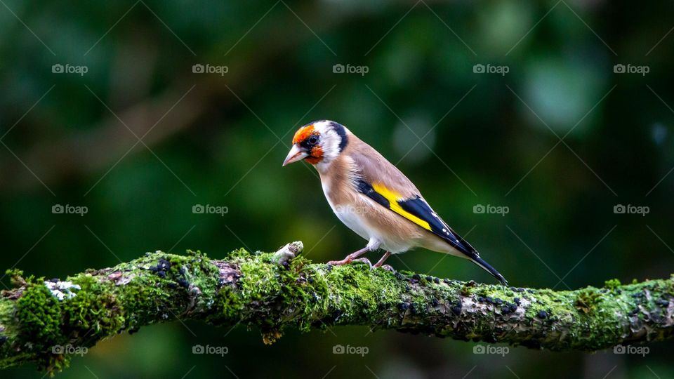 Beautiful and cute bird