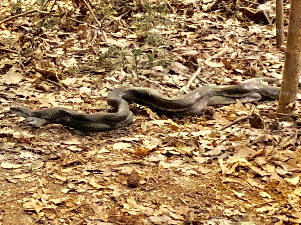 Wild Encounters- Mating Snake 