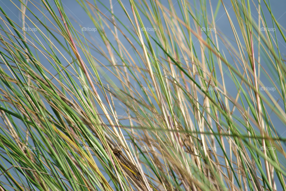 ocean green background grass by sher4492000