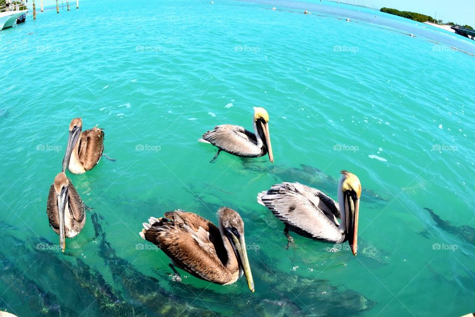 Tarpon & pelicans 