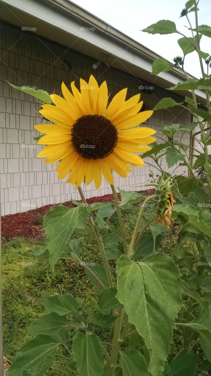 Sunflower close-up