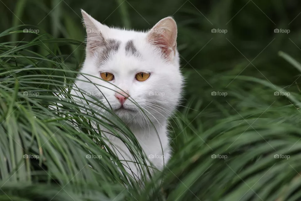 cat