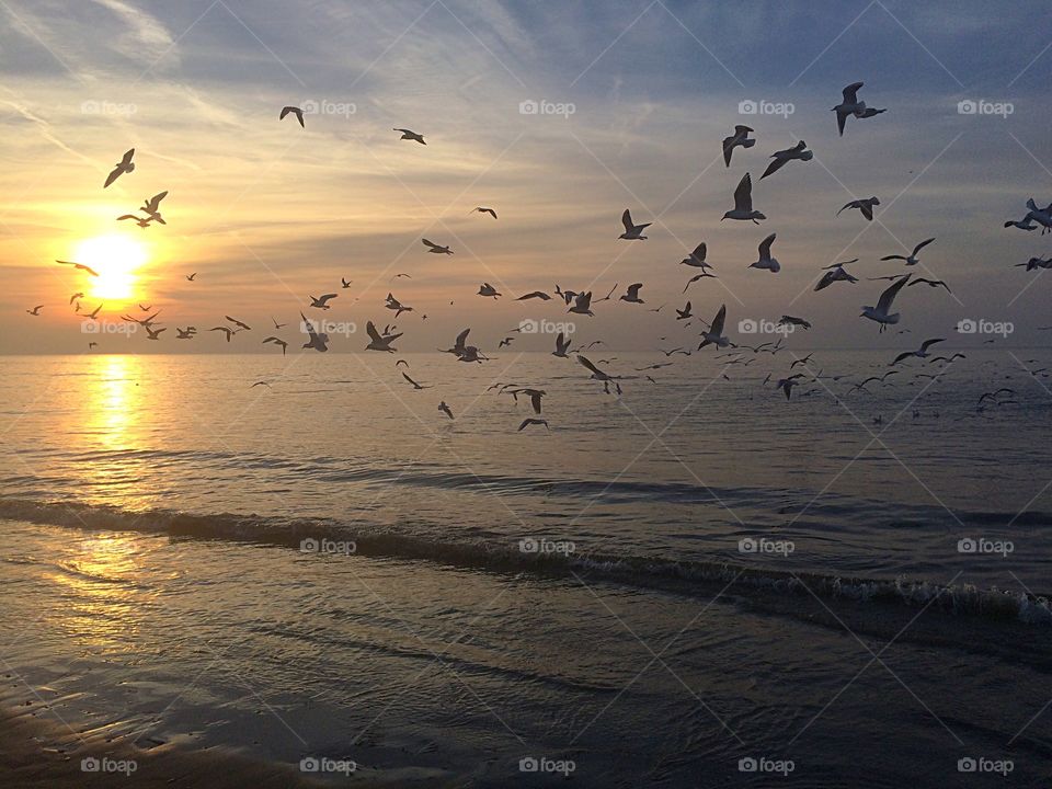 Seagulls flying up on the beach at sunset
