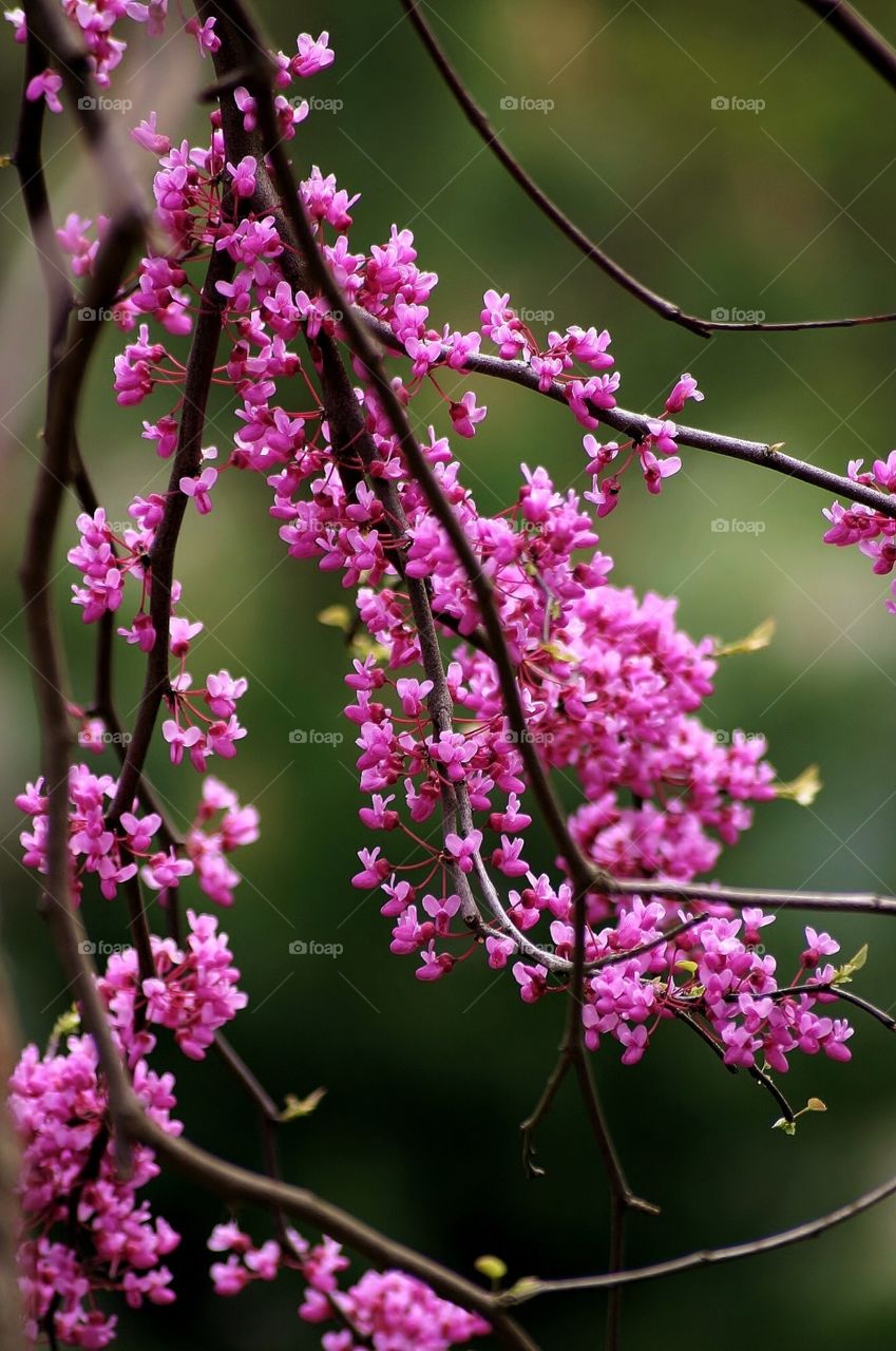 Spring blooms . Spring in Washington, D.C. - people enjoying spring mission 