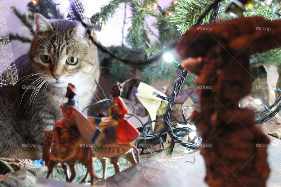 cat in nativity scene