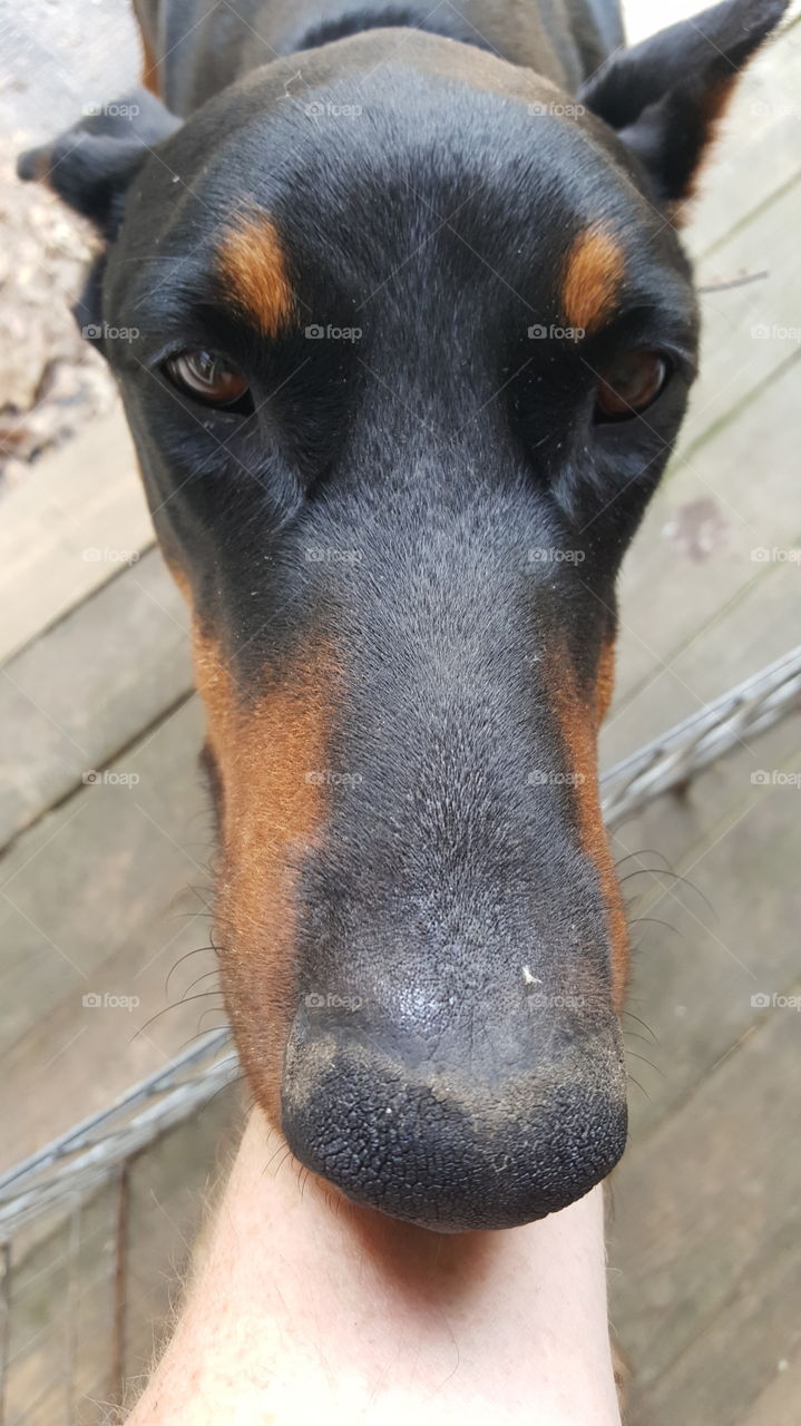 doberman