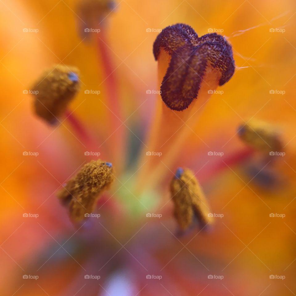 Blur, Flower, No Person, Nature, Pollen