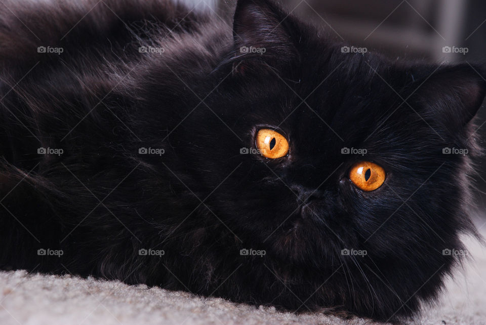 Black cat with gold eyes