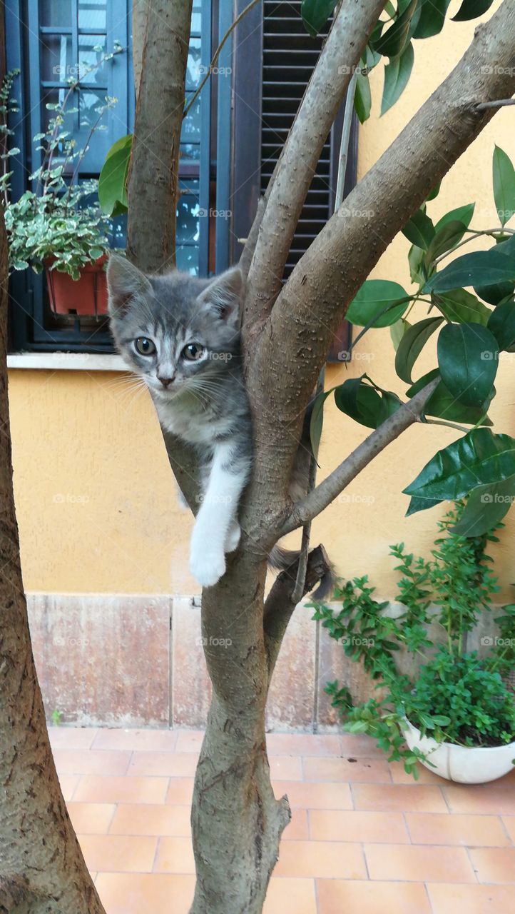 a cat on a tree