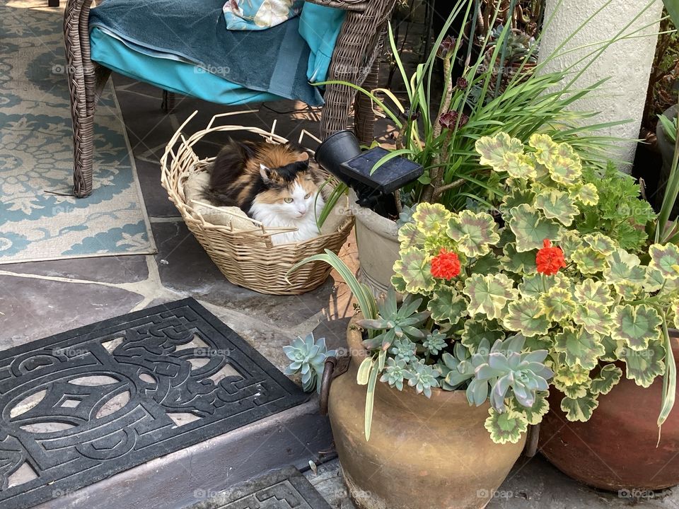 Kitty in a garden basket with geraniums 