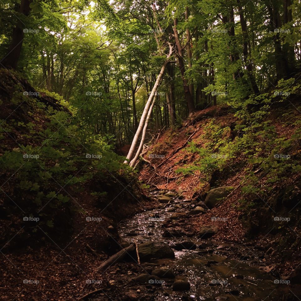 View of stream flowing in forest