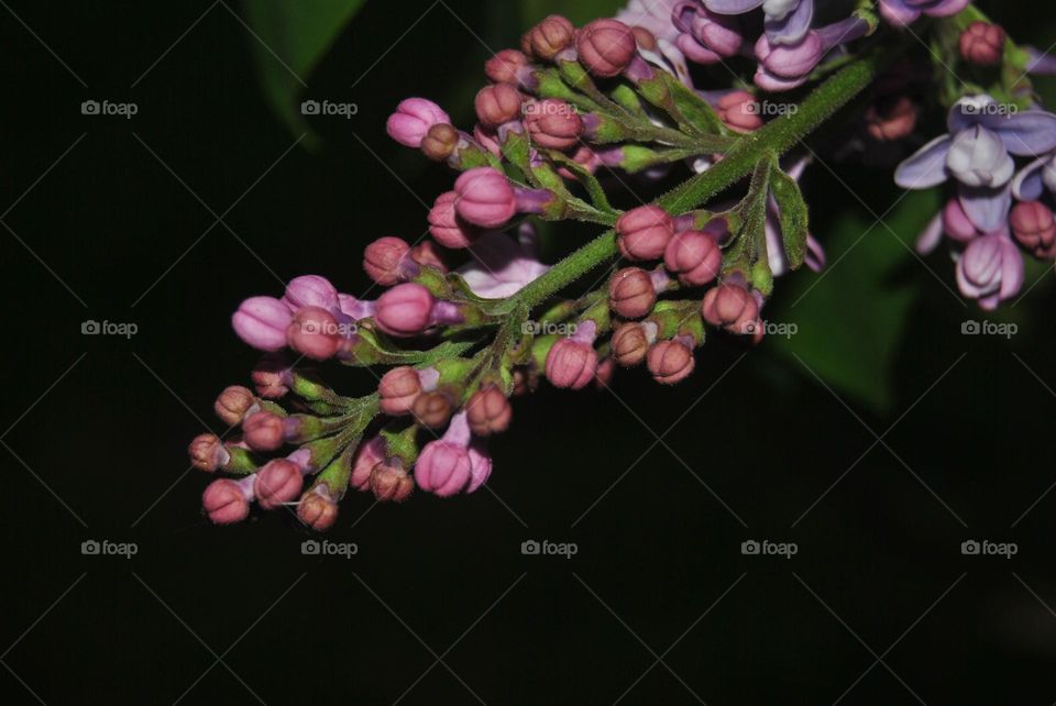 Photo of Lilac Buds with a dark background 