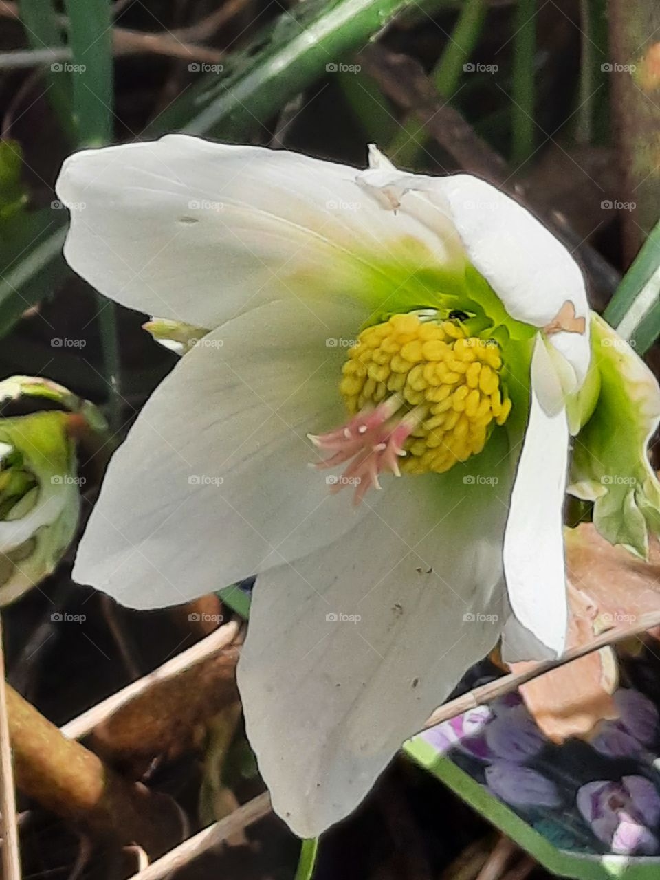 New details of a white helleborus  flower