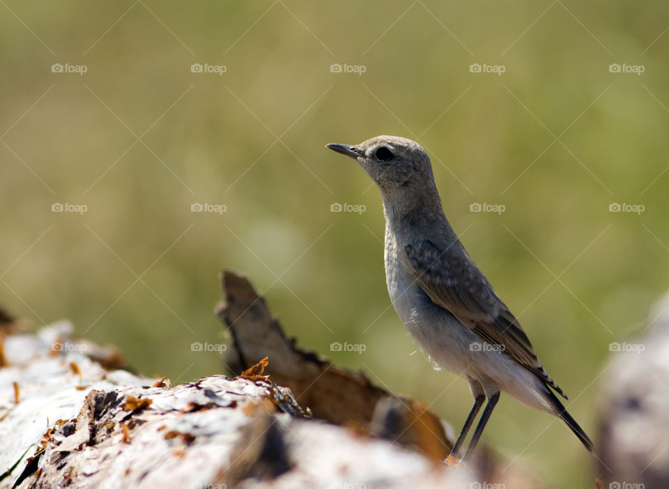 Isabelline Wheatear (Oenanthe isabellina)