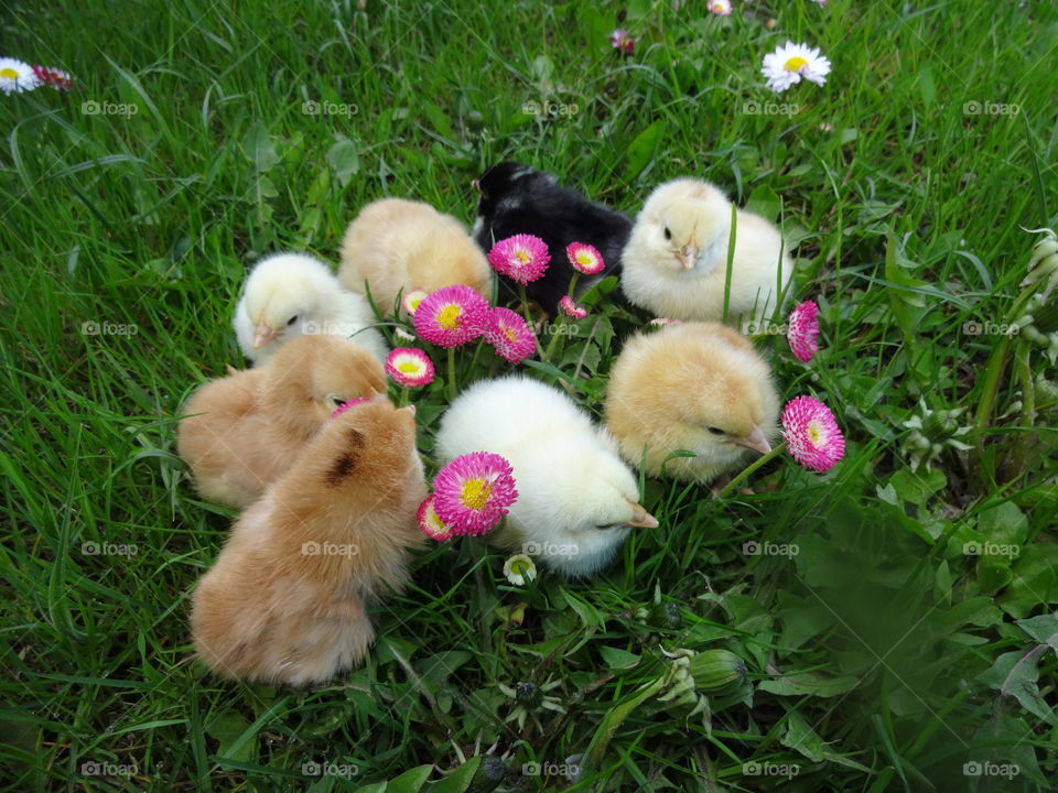 baby chicks in the grass