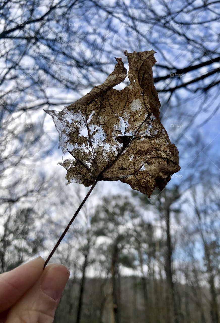 Human thumb and forefinger grasping stem of dry autumn leaf with forest sky and hillside in background 