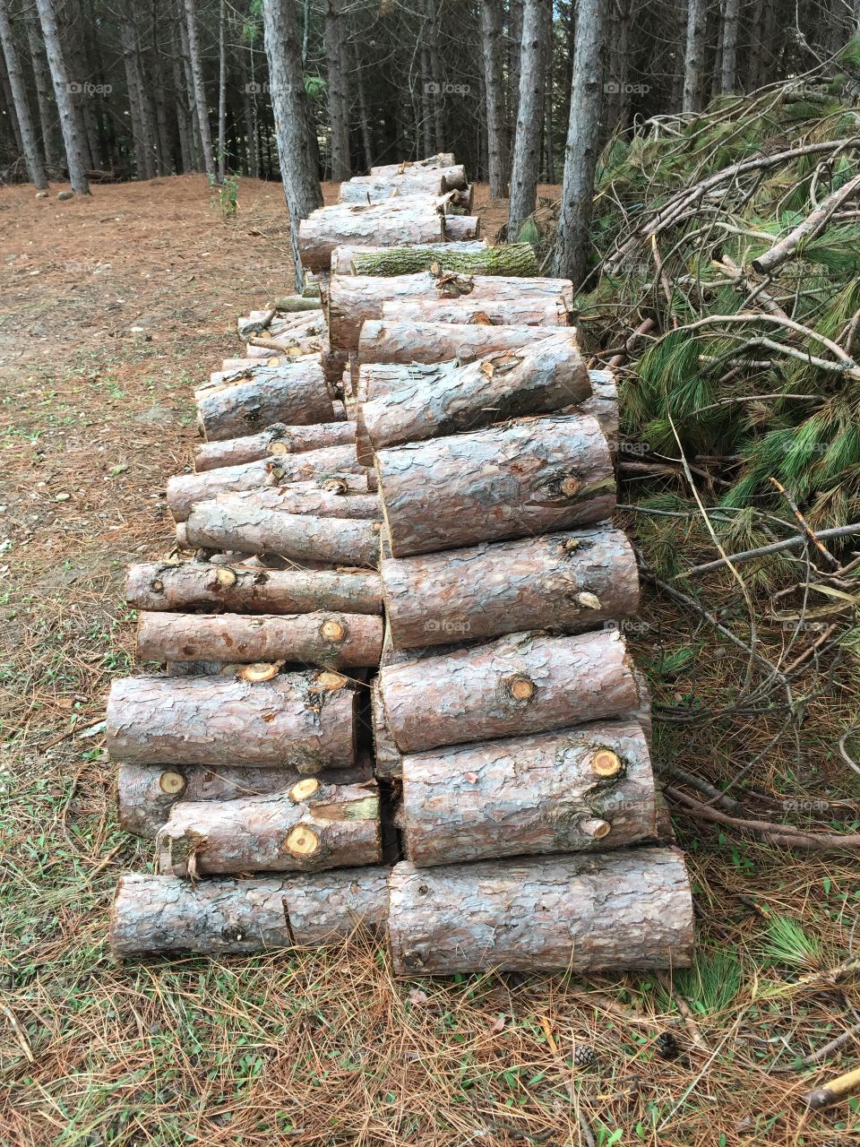 Fire wood logs
